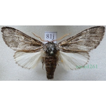 Drymonia querna (Denis & Schiffermüller, 1775) male Dąbrówka dębowa Czech81j